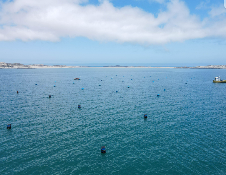 5 纳米比亚海岸的海藻森林开发.png